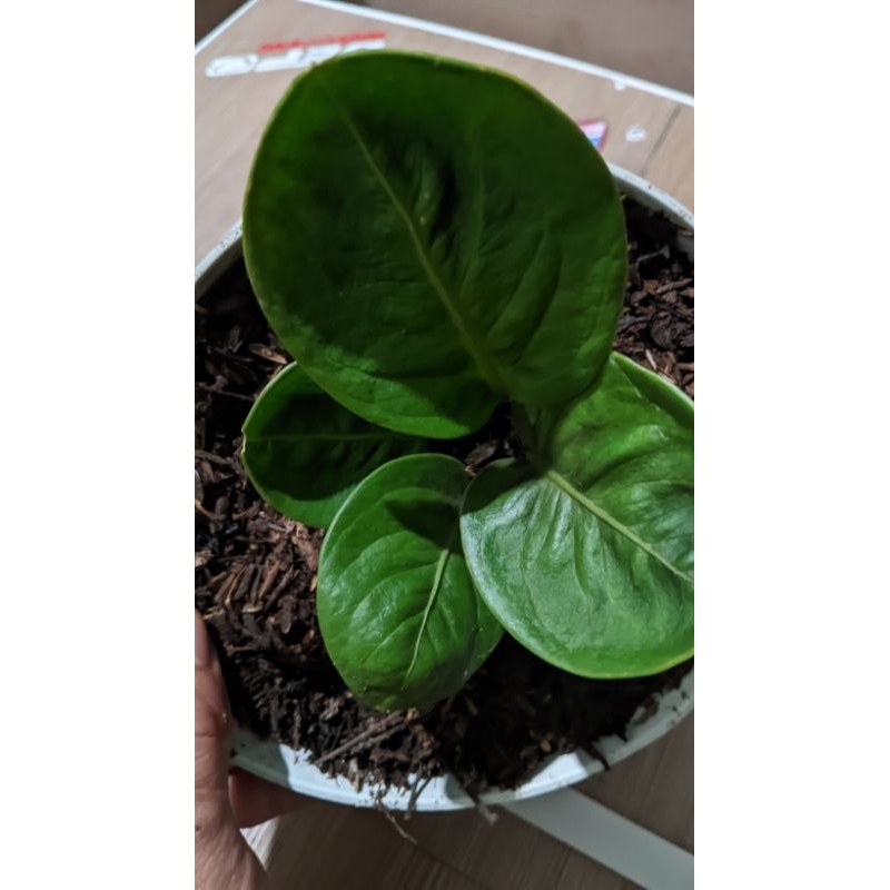 Jemani Mangkok Grandpa