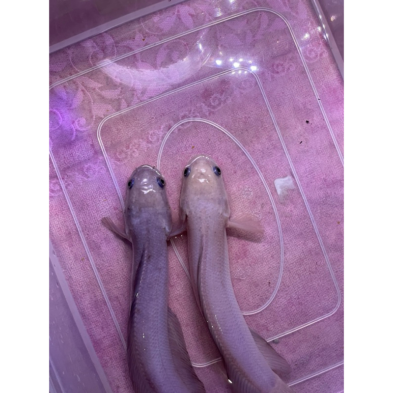 Channa asiatica leucistic