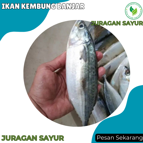 

Ikan Kembung Banjar 1 kg 6-10 ekor / Indian Mackerel - Ikan Kembung Banjar Segar - Juragan Sayur