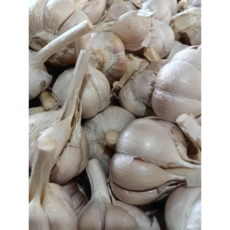 

bawang putih fresh harga murah