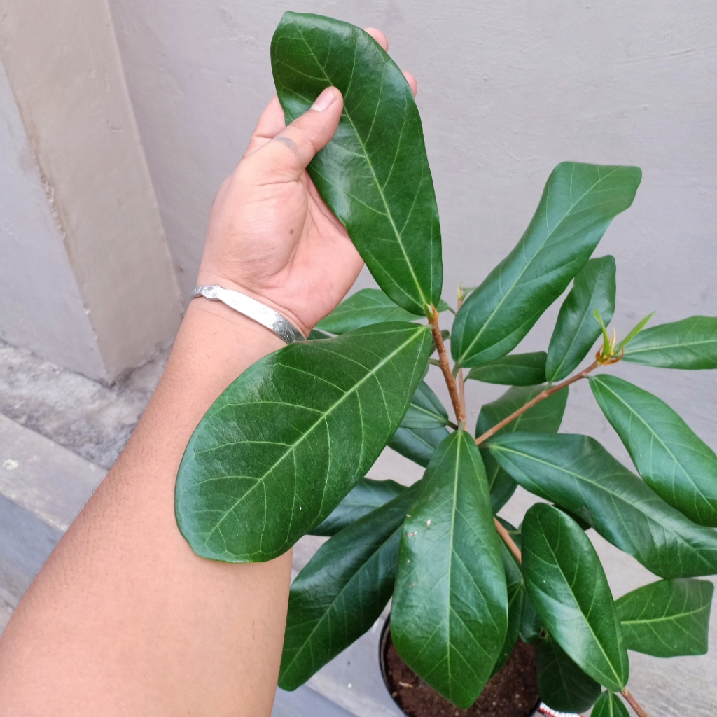 Bibit Tanaman / Pohon Ara Jejawi (Ficus retusa) Asli