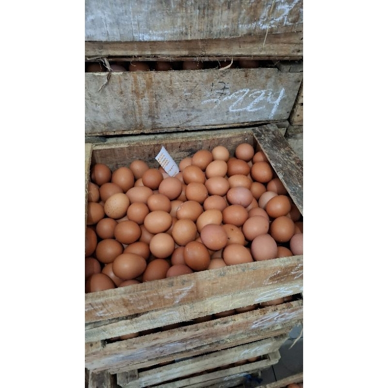 

telur horn/ayam negri 5kg (free trai)