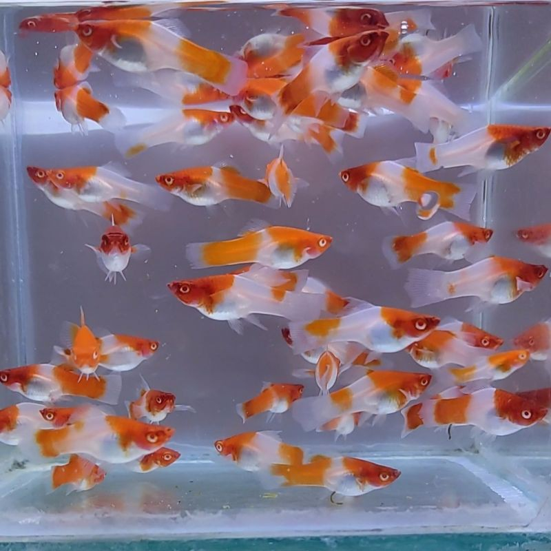 ikan platy Santa Claus / KOHAKU PLATI / ikan hias aquascape santaclause platy molly / kohaku