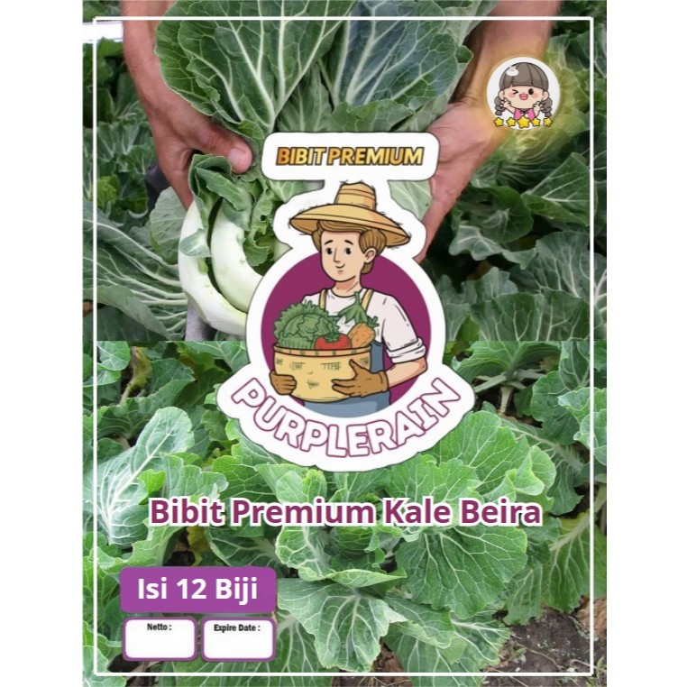 Bibit Premium Kale Beira | Biji Benih Kale Beira | Kale Laut