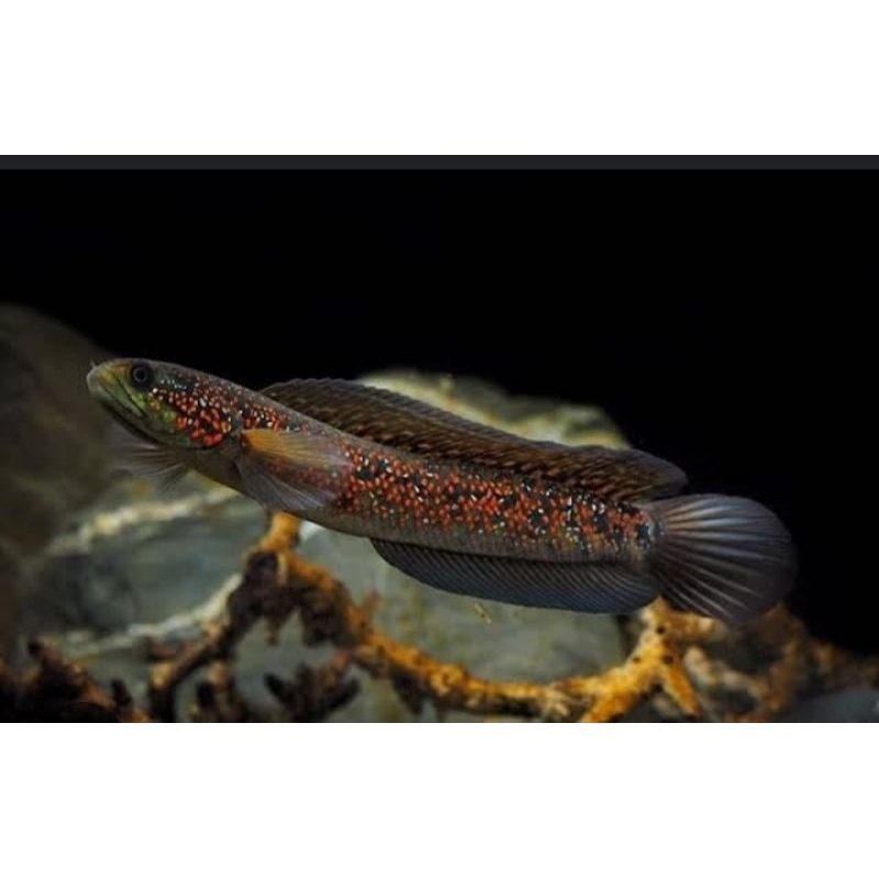 pemanis aquarium channa asiaticka rsws