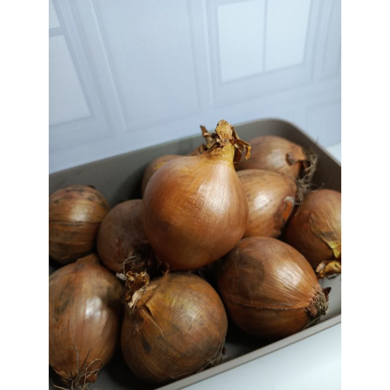 

Bawang Bombai