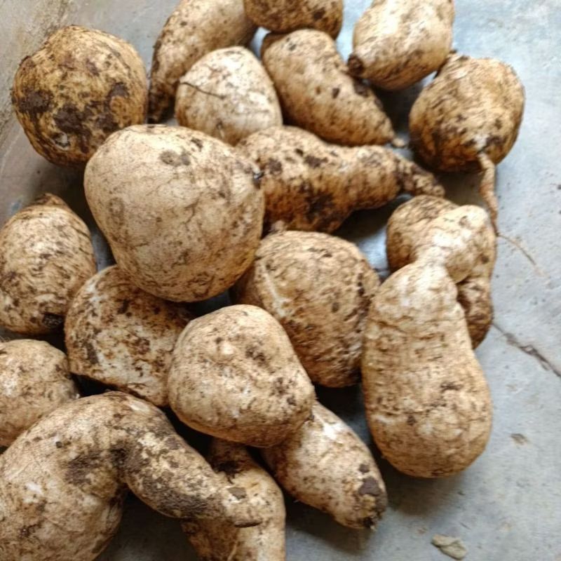 

Ubi/muntul ungu 1 kg langsung petani