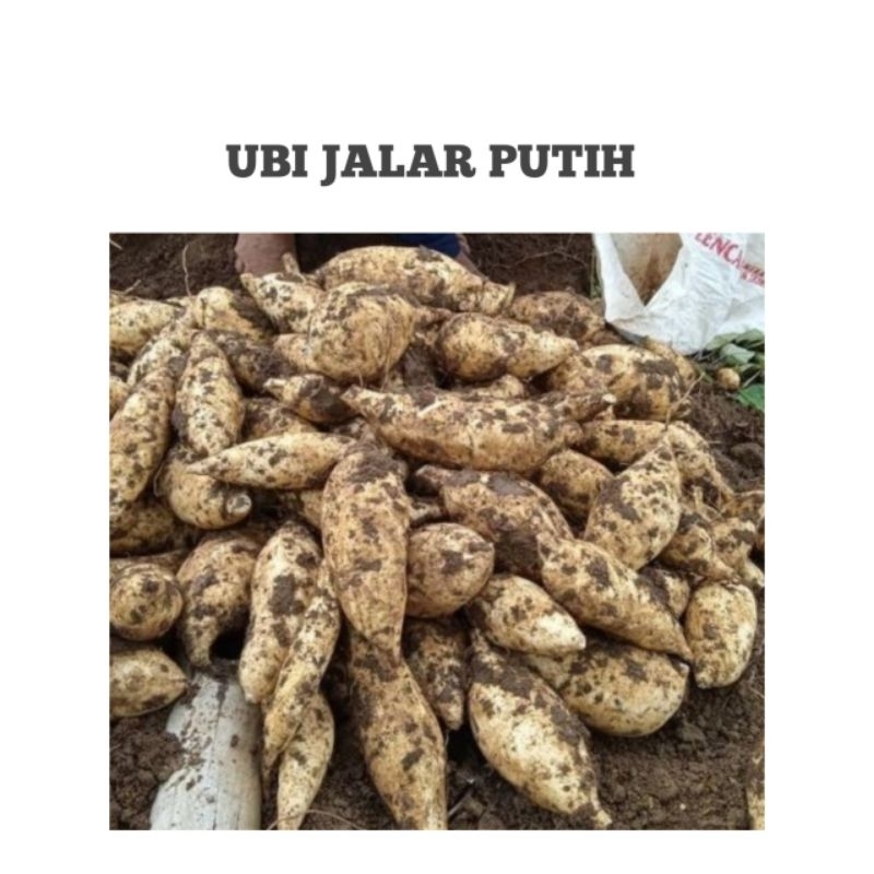 

UBI JALAR PUTIH/ SUPER PRESH 1KG