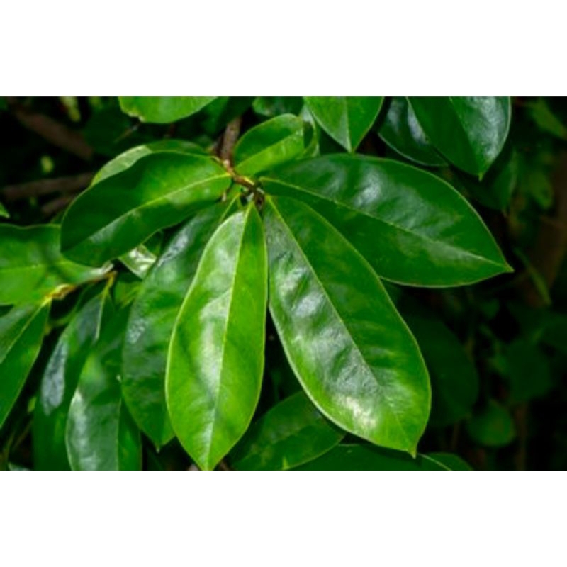 

daun sirsak segar 50 lembar