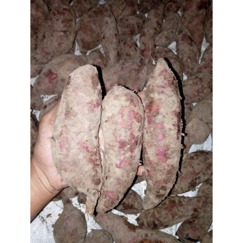 

UBI UNGGU 1KG