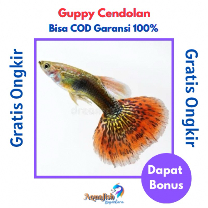 Guppy cobra/Dragon Cendolan murah