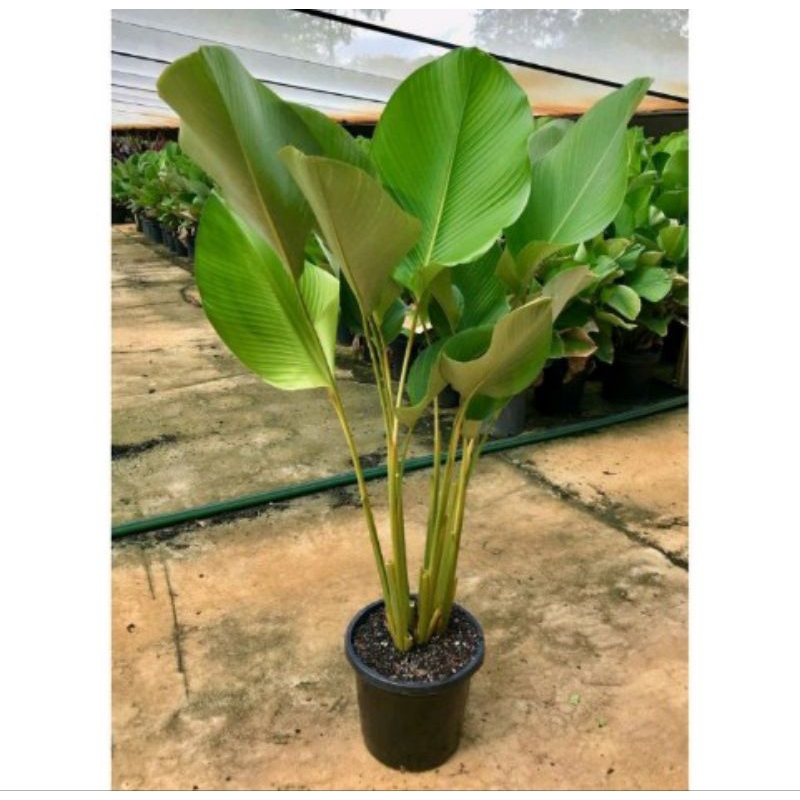 calathea pisang Pisangan (calathea luthea)
