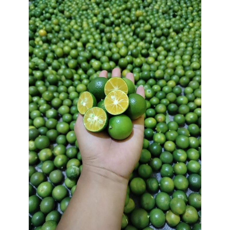 

1KG JERUK SONKIT/JERUK KASTURI/JERUK KUNCI/JERUK LEMON CUIt