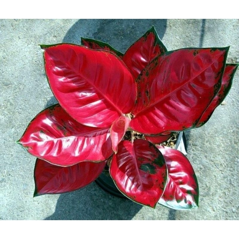 Aglaonema Suksom Jaipong