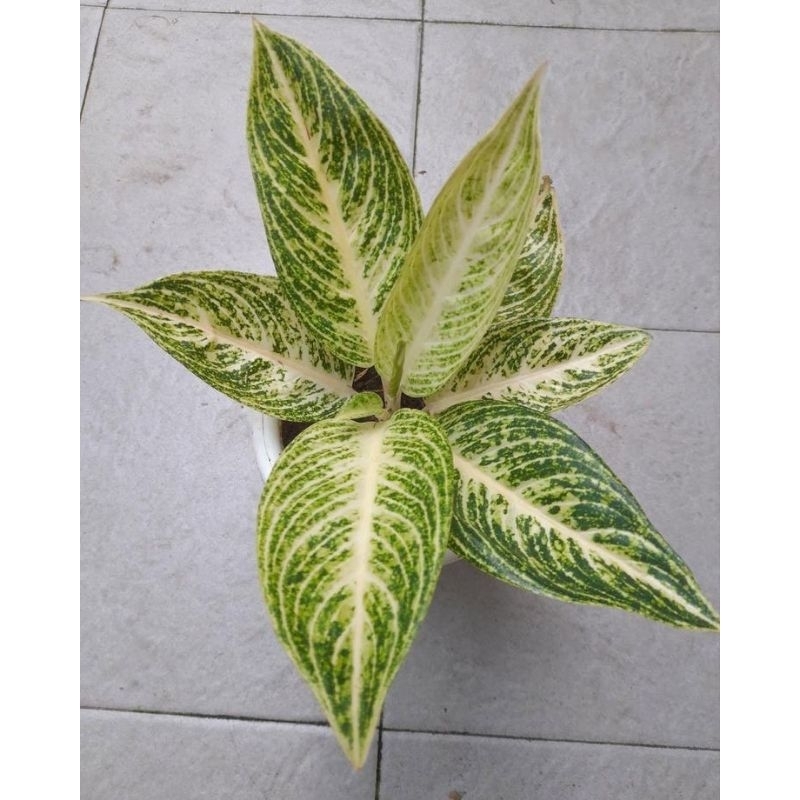 Aglaonema White Legacy