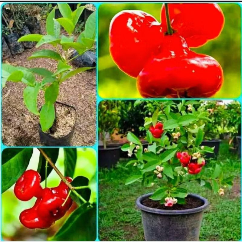 Bibit Jambu Air Kancing Sudah Berbunga | Berbuah