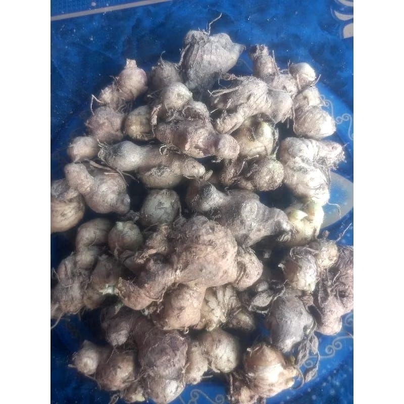 

Biang empu kunir gombyok 1 kg