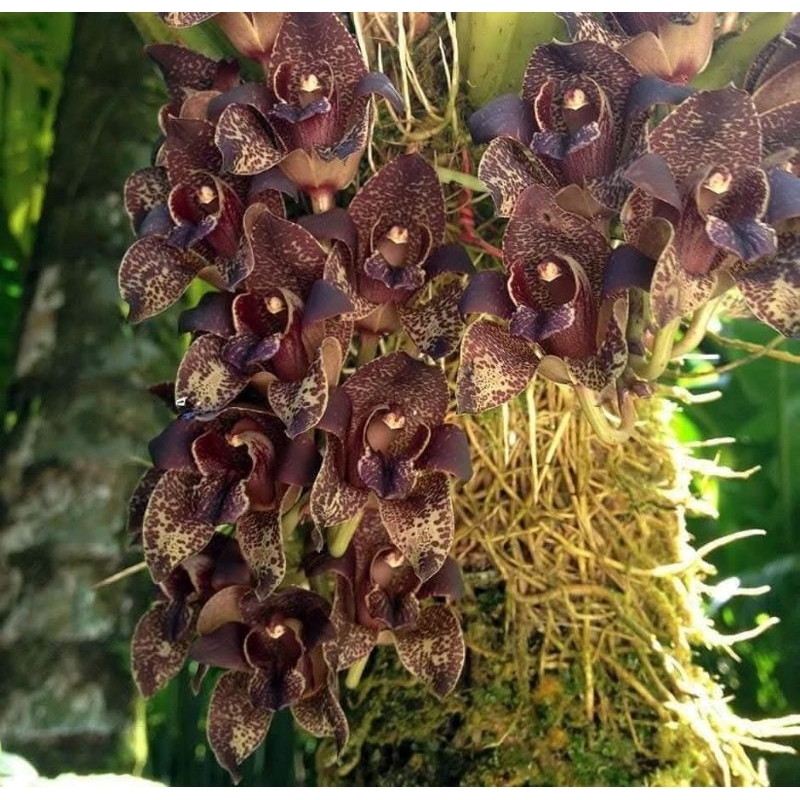 Grammatophyllum stapelliflorum