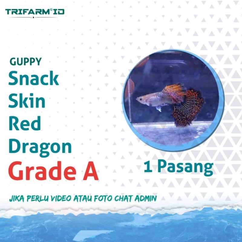 TRIFARM Benih Bibit Sticker Guppy Red Dragon Gen Grade A
