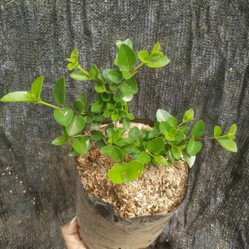 bonsai mame bahan sancang/ tanaman sancang