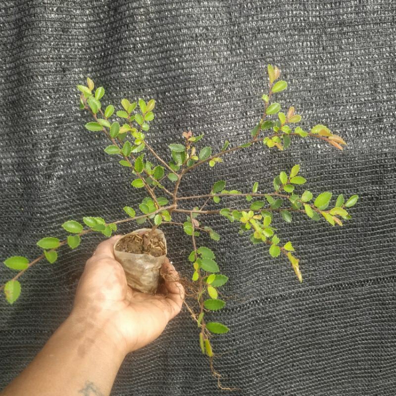 bahan bonsai ulmus hijau/bibit tanaman ulmus