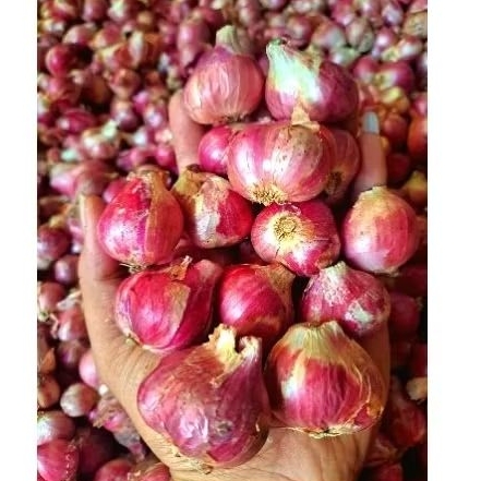 

BAWANG MERAH BESAR KERING 1 KG