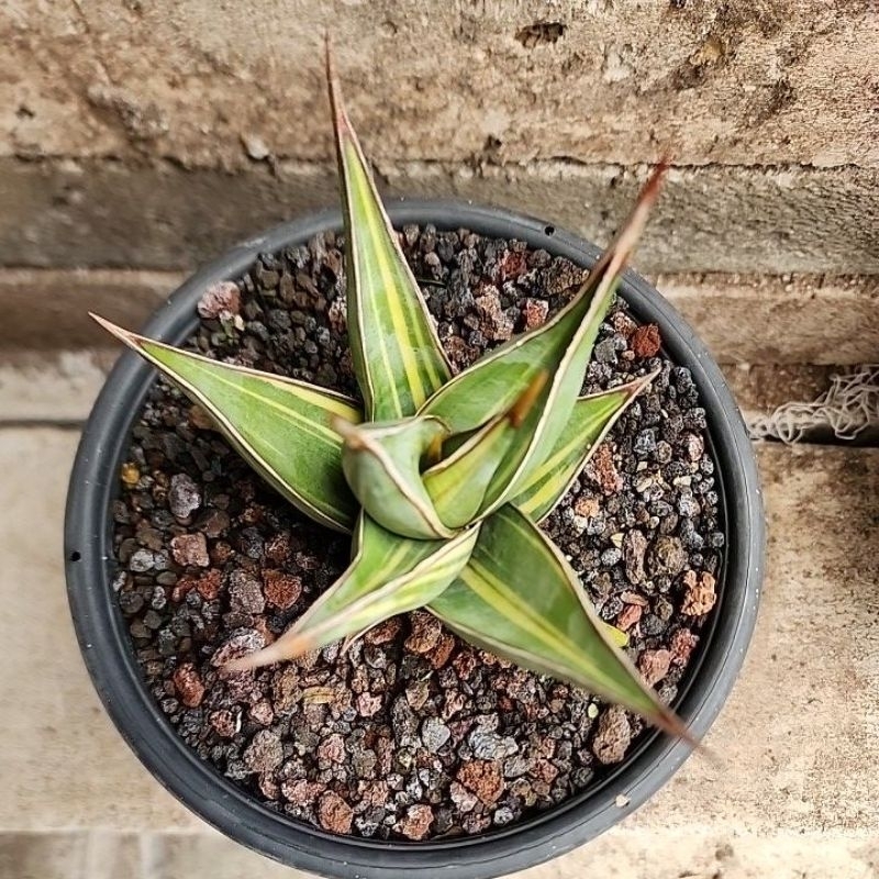 Sansevieria pinguicula "variegated"