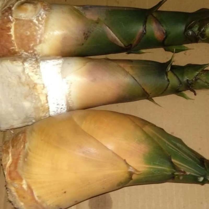 

rebung bambu ampel kuning asli 1kg