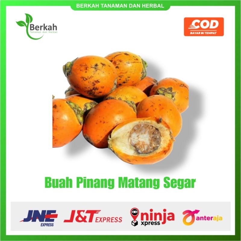 

Buah Pinang Matang Segar 1 kg / Buah Jambe / Buah Jebug Matang Dipohon