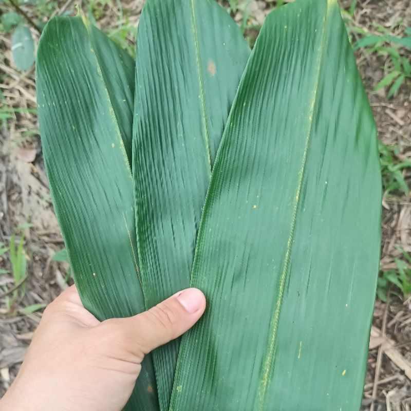 

Daun Bambu / Daun Pring untuk Bakcang 50 Lembar