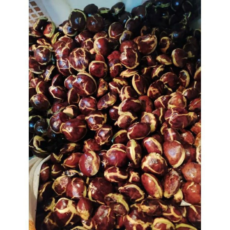 

Sepi Jengkol pilihan Besar murah dan Berkualitas ukuran 1kg 500 gram