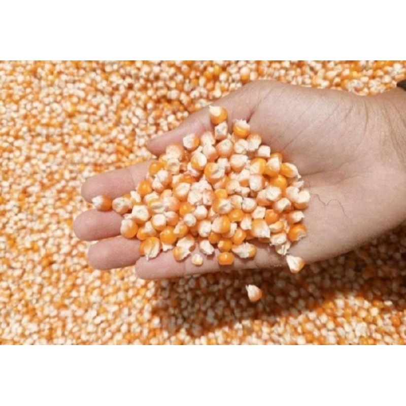 Jagung pakan burung merpati 1kg