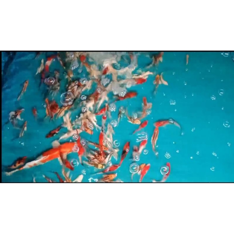 Koi Slayer dan Non Slayer