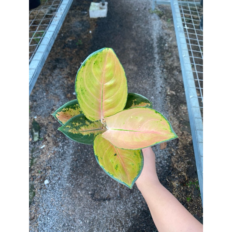 AGLAONEMA SULTAN BRUNEI
