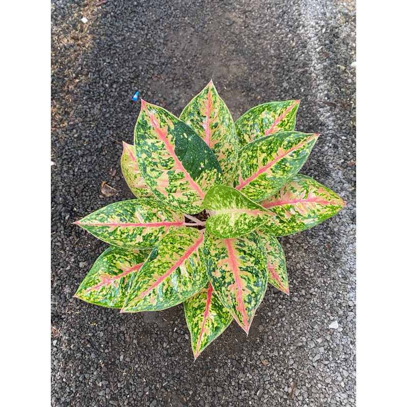 AGLAONEMA MAHASETY CLEOPATRA