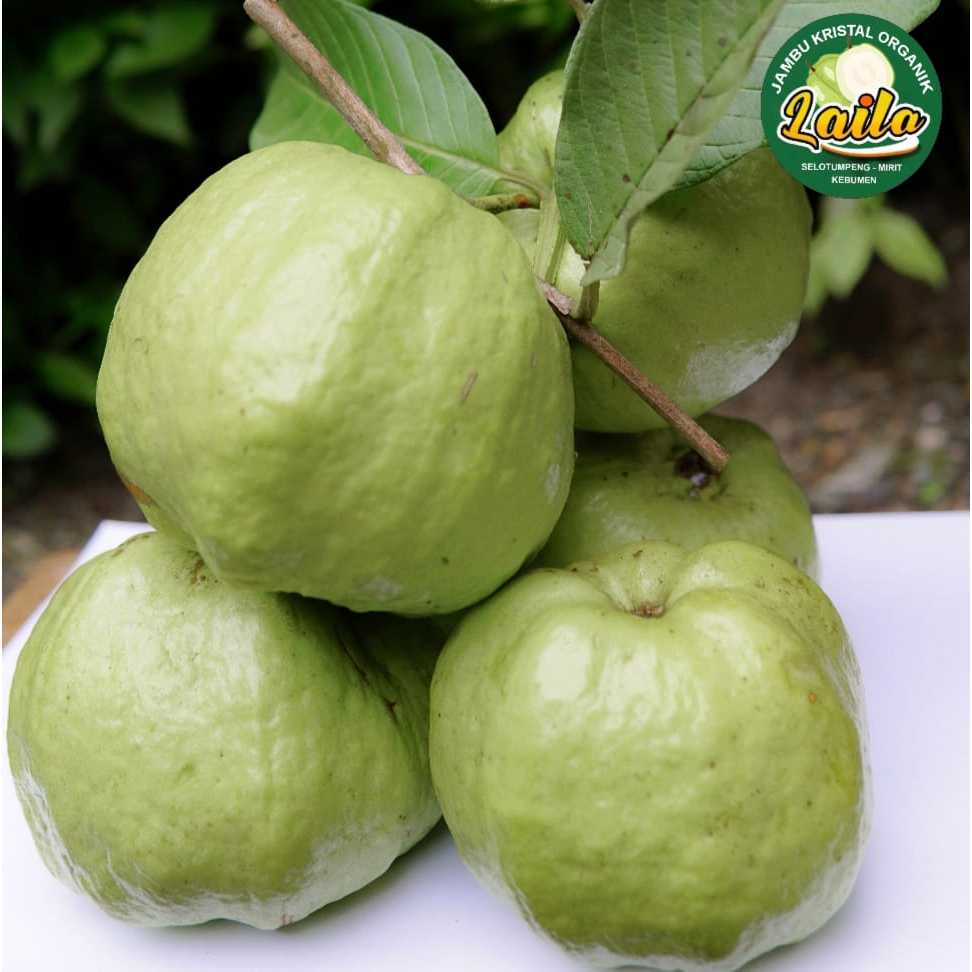 

JAMBU KRISTAL KEBUMEN 1KG