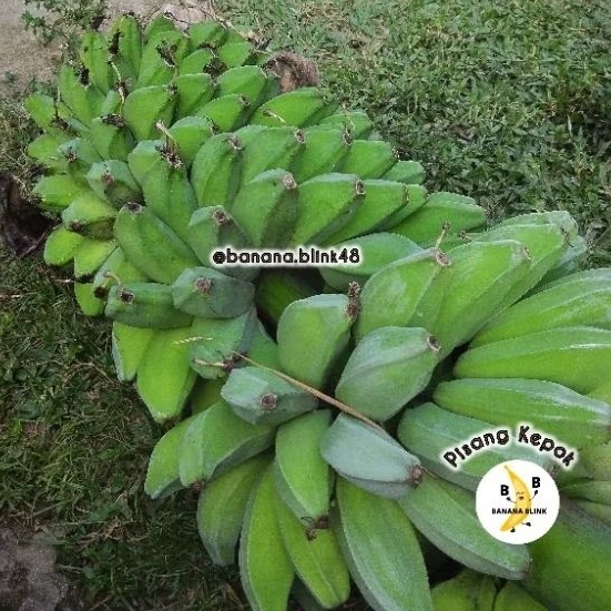 

PISANG KEPOK PERSISIR / PERBUAH LEBIH MURAH DIKIRIM MENTAH TUA