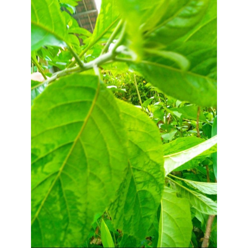 

daun Afrika/daun sambung nyawa segar 250 gram
