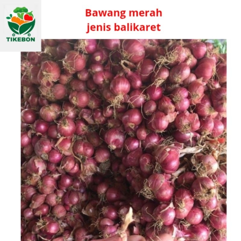 

bawang merah super jenis balik karet 1 kg