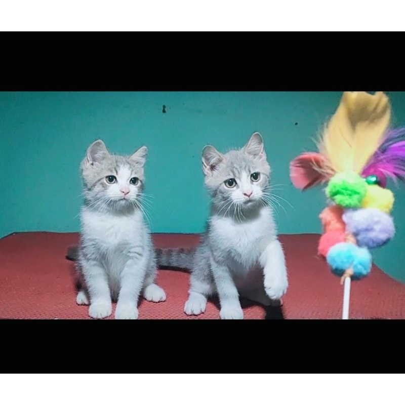 mix bsh sepasang