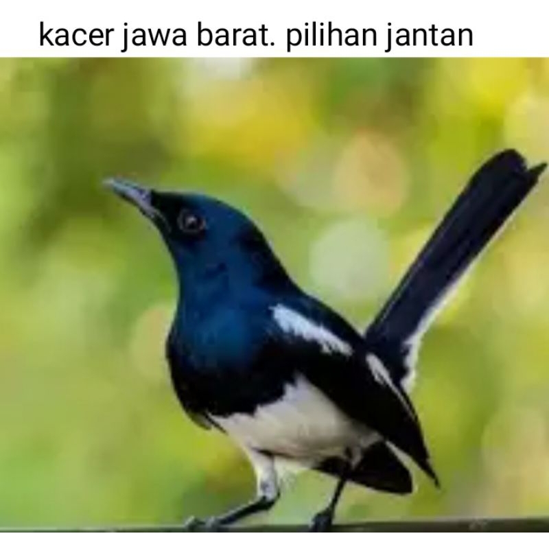 KL Bird. Kacer Jawa Barat Pilihan Jantan