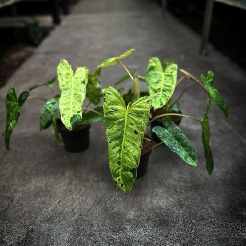 Tanaman hias philodendron paraiso verde / Tanaman hias paraiso verde