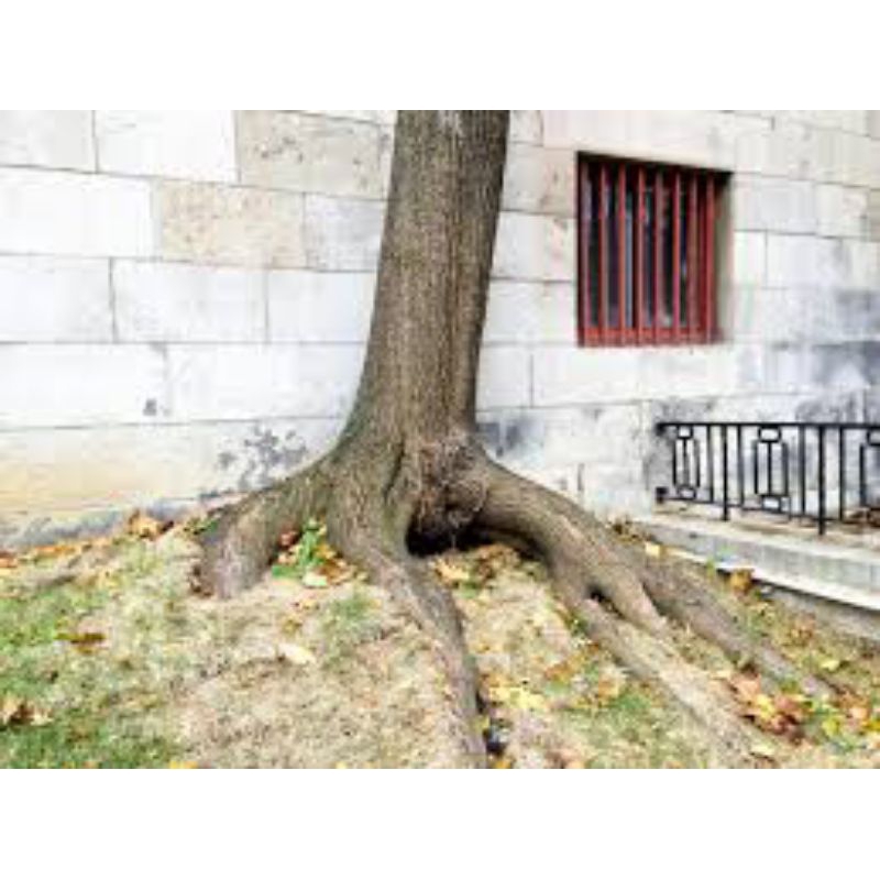 

jual akar jambu air 1kg