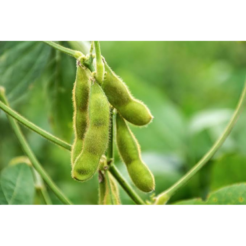 5 Benih Kedelai Edamame Super Sayur Benih Kedelai Edamame Unggul Berkualitas Bibit Kedelai Edamame S
