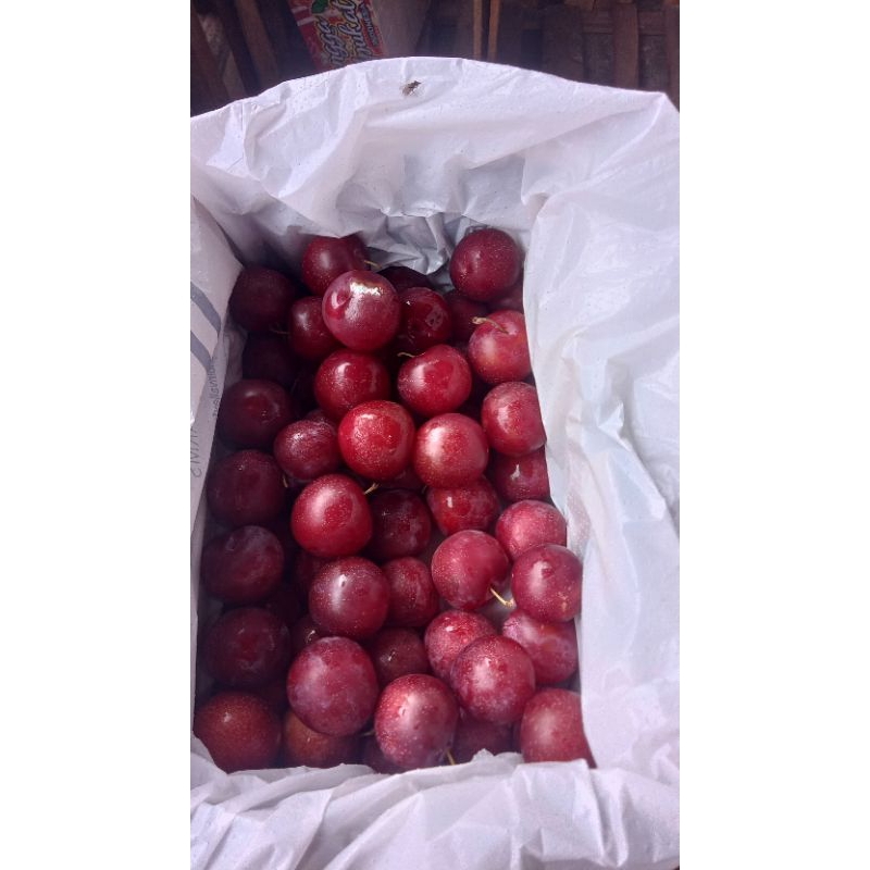 

PLUM Merah cherry