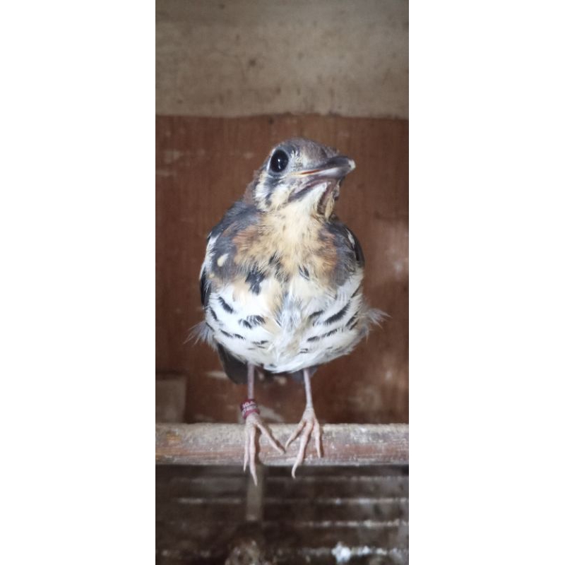 burung Anis kembang trotolan pilihan