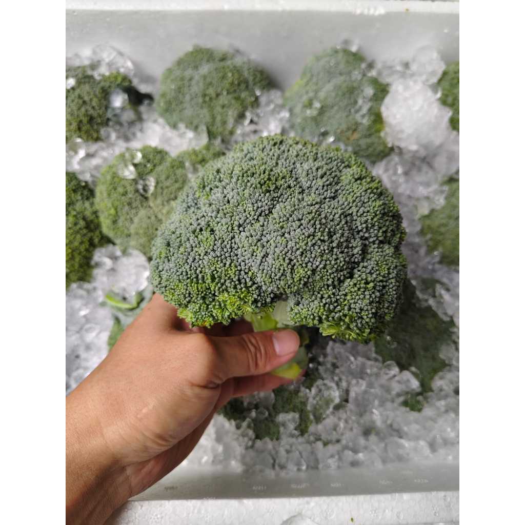 

Brokoli Hijau Import / Broccoli Import per BONGGOL