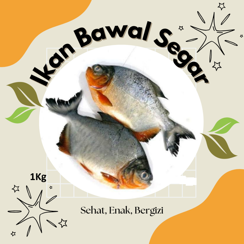

Ikan Bawal 1000gr Segar Premium, Harga Terjangkau