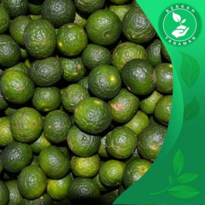 Jeruk Limau Jeruk Boci 1kg