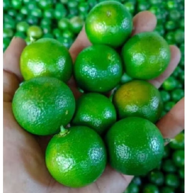 

1kg jeruk songkit / kasturi / lemon cui